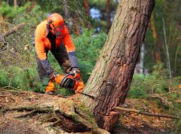 Professional Tree Services in Mount Vernon, VA