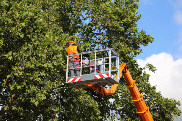 Best Commercial Tree Services  in Mount Vernon, VA