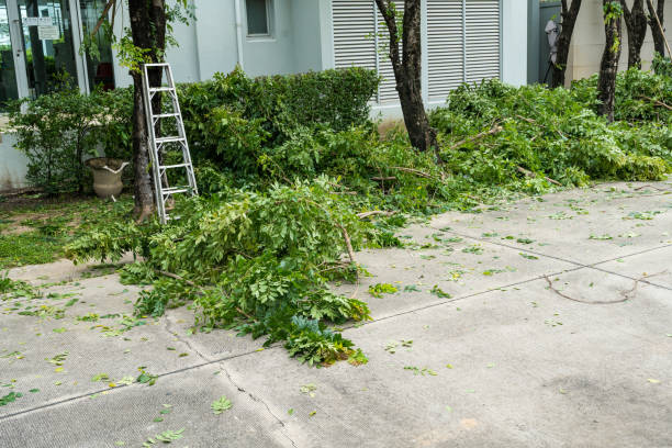 How Our Tree Care Process Works  in  Mount Vernon, VA